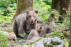 Wild brown bear mother with her cubs