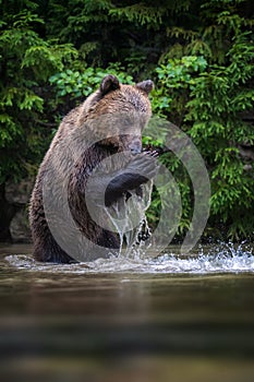 Wild Brown Bear on pond in the summer forest. Animal in natural habitat. Wildlife scene