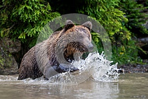 Wild Brown Bear on pond in the summer forest. Animal in natural habitat. Wildlife scene