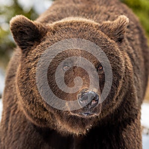 Wild brown bear portrait in winter forest