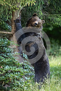 Wild brown bear scratching off tree bark in summer nature.