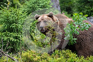 Wild Brown Bear in the summer forest. Animal in natural habitat. Wildlife scene