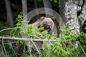 Wild Brown Bear in the summer forest. Animal in natural habitat. Wildlife scene