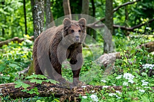 Wild Brown Bear in the summer forest. Animal in natural habitat. Wildlife scene