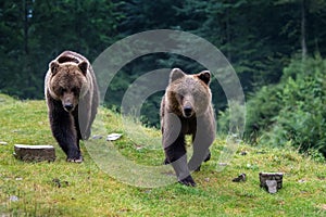 Wild Brown Bear in the summer forest. Animal in natural habitat. Wildlife scene