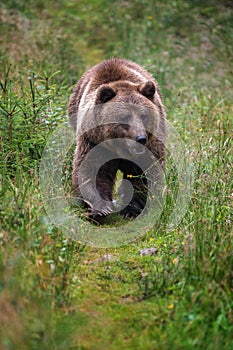 Wild Brown Bear in the summer forest. Animal in natural habitat. Wildlife scene