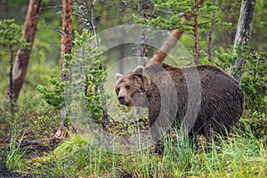 Wild Brown bear (Ursus Arctos Arctos) in the summer forest