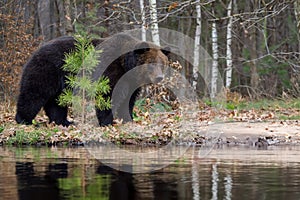 Wild Brown Bear (Ursus Arctos) in the forest on the bank of a river. Animal in natural habitat