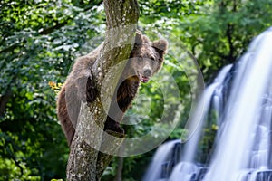 Wild Brown Bear (Ursus Arctos) in the forest on waterfall background. Animal in natural habitat
