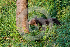 Wild Brown Bear Ursus arctos