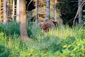 Divoký medveď hnedý Ursus arctos