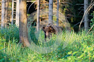 Divoký medveď hnedý Ursus arctos