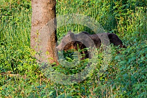 Wild Brown Bear Ursus arctos