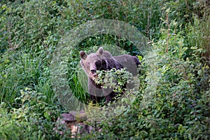 Wild Brown Bear Ursus arctos