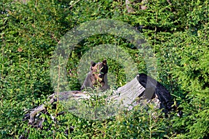 Wild Brown Bear Ursus arctos