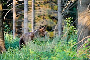 Wild Brown Bear Ursus arctos