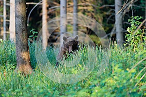 Divoký medveď hnedý Ursus arctos