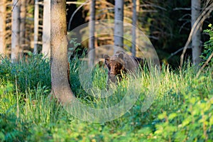 Divoký medvěd hnědý Ursus arctos