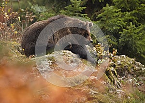 Wild Brown Bear, Ursus arctos, sitting on rock in colorful autumn forest