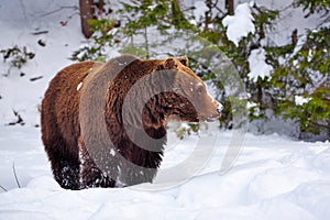 Wild brown bear Ursus arctos on the snow
