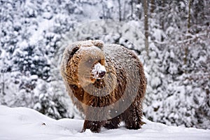 Wild brown bear Ursus arctos on the snow