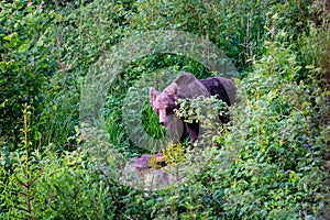 Wild Brown Bear Ursus arctos