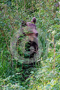 Wild Brown Bear Ursus arctos