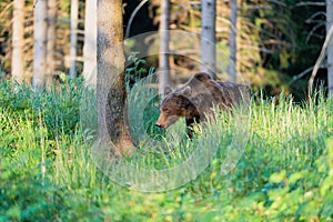 Divoký medvěd hnědý Ursus arctos