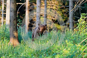 Divoký medveď hnedý Ursus arctos