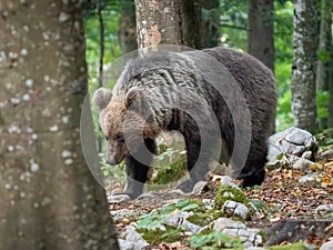 Divoký medvěd hnědý Ursus arctos