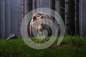 Divoký medvěd hnědý Ursus arctos.
