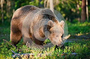 Wild Brown bear