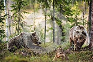 Wild Brown Bears Ursus Arctos