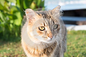Wild brown cat on lawn