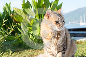 Wild brown cat on lawn
