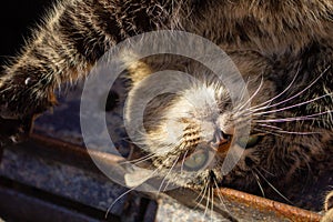 Wild Brown Cat. Pet Pets