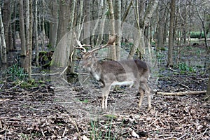 wild brown deer with horns in the forest rests in the winter in front of a pond