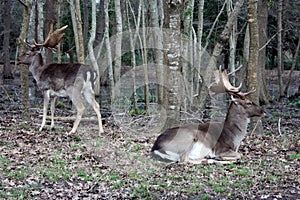 Wild brown deer with horns in the forest rests in the winter in front of a pond