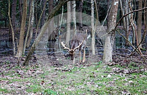 Wild brown deer with horns in the forest rests in the winter in front of a pond