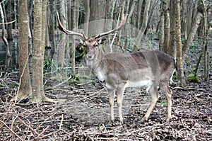 Wild brown deer with horns in the forest rests in the winter in front of a pond