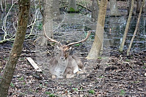 Wild brown deer with horns in the forest rests in the winter in front of a pond