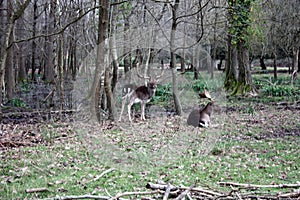 Wild brown deer with horns in the forest rests in the winter in front of a pond