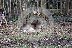 Wild brown deer with horns in the forest rests in the winter in front of a pond