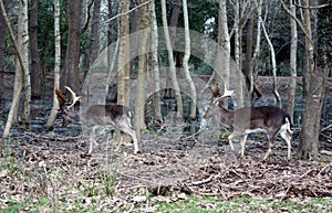 Wild brown deer with horns in the forest rests in the winter in front of a pond