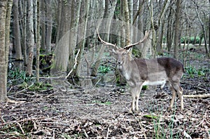 Wild brown deer with horns in the forest rests in the winter in front of a pond