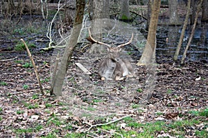 Wild brown deer with horns in the forest rests in the winter in front of a pond