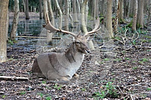 Wild brown deer with horns in the forest rests in the winter in front of a pond