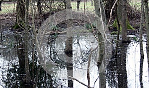 Wild brown deer with horns in the forest rests in the winter in front of a pond