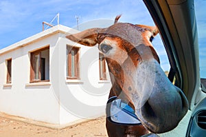 Wild brown donkey with his had in opened car window. White building in the background. Taken in Karpas Peninsula, Turkish Northern