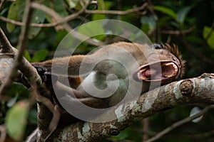 Wild brown furred macaque monkey lies on a tree branch with open mouth showing her teeth, roaring and snarling